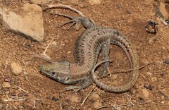 Gallotia atlantica