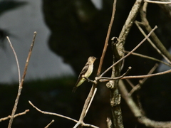 Stelgidopteryx ruficollis