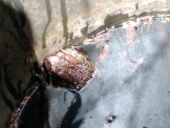 Sclerophrys capensis