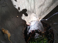 Sclerophrys capensis