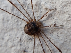 Dicranopalpus ramosus