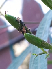 Aphis gossypii
