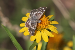 Burnsius orcynoides