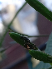 Aphis gossypii