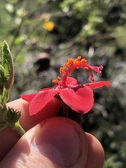 Hibiscus aponeurus