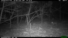 Sylvilagus floridanus