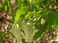 Oncopeltus unifasciatellus