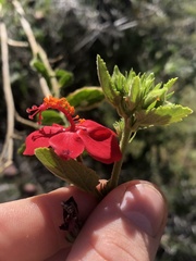 Hibiscus aponeurus