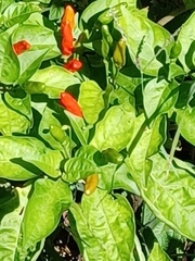 Capsicum annuum
