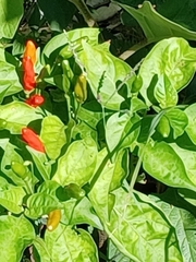 Capsicum annuum