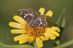 Burnsius orcynoides