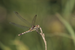 Erythrodiplax nigricans