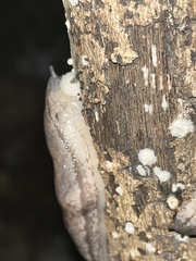 Meghimatium bilineatum
