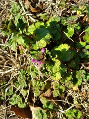 Lamium amplexicaule