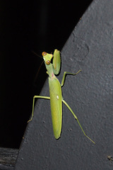 Hierodula patellifera