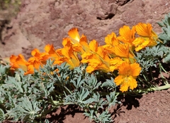 Tropaeolum polyphyllum