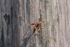 Polistes cavapyta