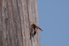 Polistes cavapyta