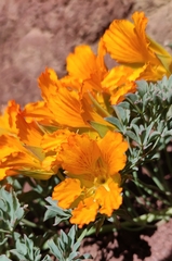 Tropaeolum polyphyllum