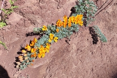 Tropaeolum polyphyllum