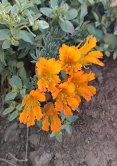 Tropaeolum polyphyllum