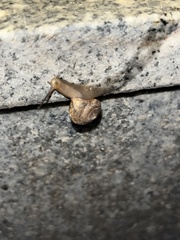 Bradybaena similaris