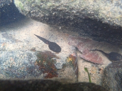 Clinotarsus penelope