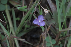 Murdannia striatipetala