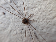 Dicranopalpus ramosus