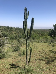 Euphorbia candelabrum