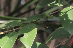 Myrmaplata plataleoides