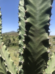 Euphorbia candelabrum