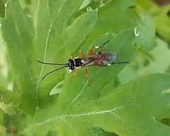 Diplazon laetatorius