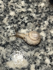 Bradybaena similaris
