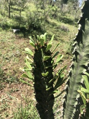 Euphorbia candelabrum