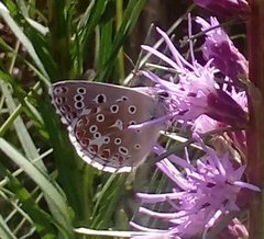 Polyommatus