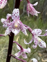Dipodium pardalinum