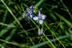 Heliophila subulata