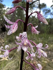 Dipodium pardalinum