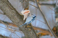 Cyanistes caeruleus × cyanus
