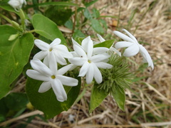 Jasminum multiflorum