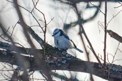 Cyanistes caeruleus × cyanus