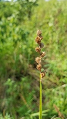 Carex tribuloides sangamonensis
