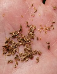 Carex tribuloides sangamonensis