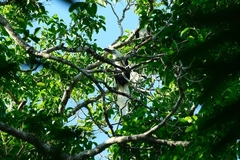 Berenicornis comatus