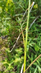 Carex tribuloides sangamonensis