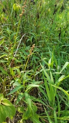 Carex tribuloides sangamonensis