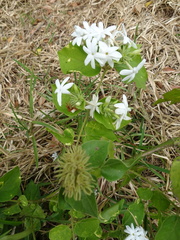 Jasminum multiflorum