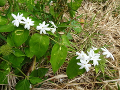 Jasminum multiflorum