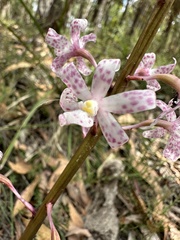 Dipodium pardalinum